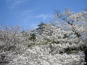 桜と姫路城天守