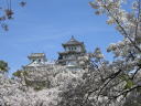 Cherry blossoms and Main keep