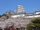Cherry blossoms and Himeji Castle