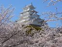 白い姫路城と桜