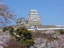 Cherry blossoms and Himeji Castle