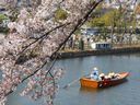 内堀の桜と和船